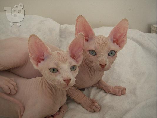 PoulaTo: γατάκια Sphynx
